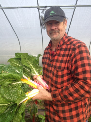 Brian picking the first chard of the season